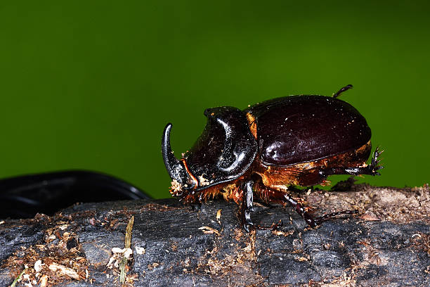 rhinoceros käfer (oryctes nasicornis) - nasicornis stock-fotos und bilder