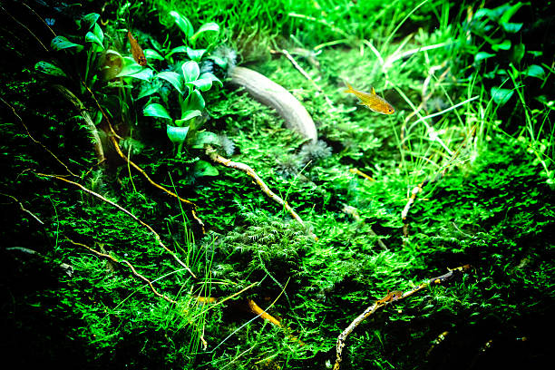 istock Green beautiful planted tropical freshwater aquarium 545104172