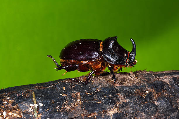 rhinoceros käfer (oryctes nasicornis) - nasicornis stock-fotos und bilder