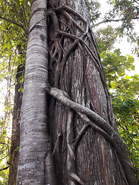 istock Roots of strangler fig in tropical rain forest Thailand 545104568
