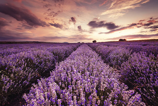 istock Beautiful landscape of lavender fields at sunset 545105120