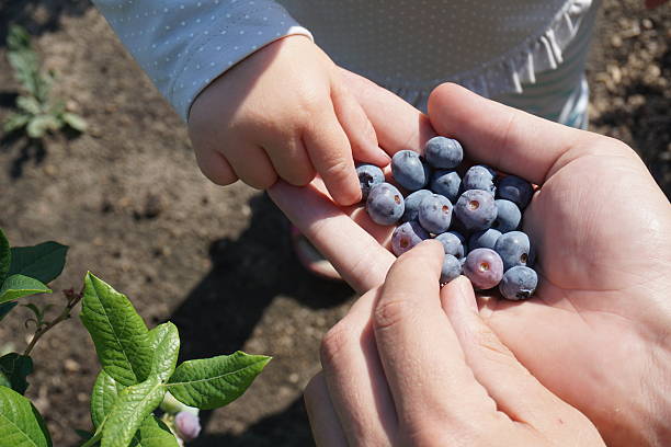 istock Dad and daughter eating blueberries with hands 545110658