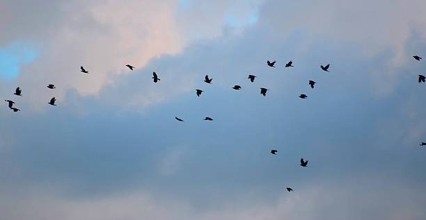 istock flock of birds flight flying at dusk twilight evening sky 545110814