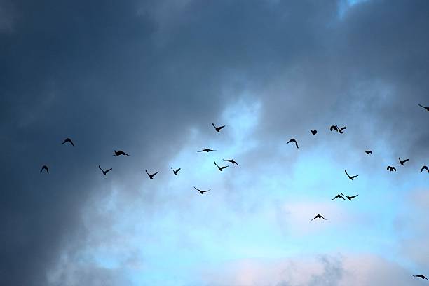 istock flock of birds flight flying at dusk twilight evening sky 545110826