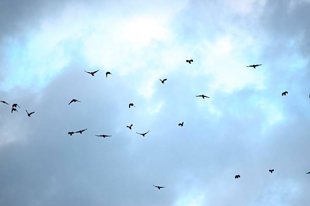 istock flock of birds flight flying at dusk twilight evening sky 545110856
