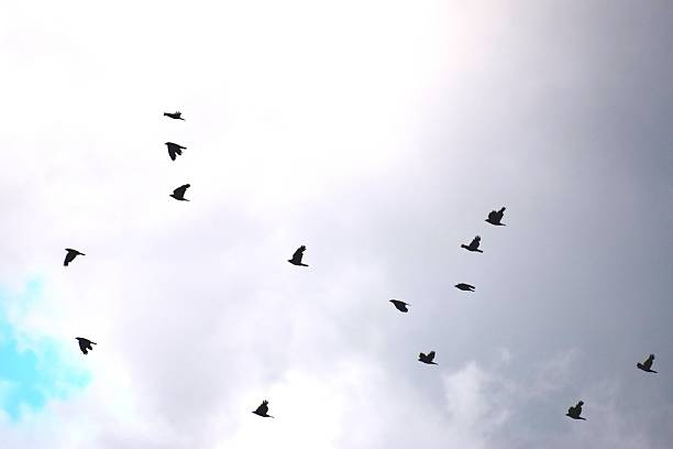 istock flock of birds flight flying at dusk twilight evening sky 545110870