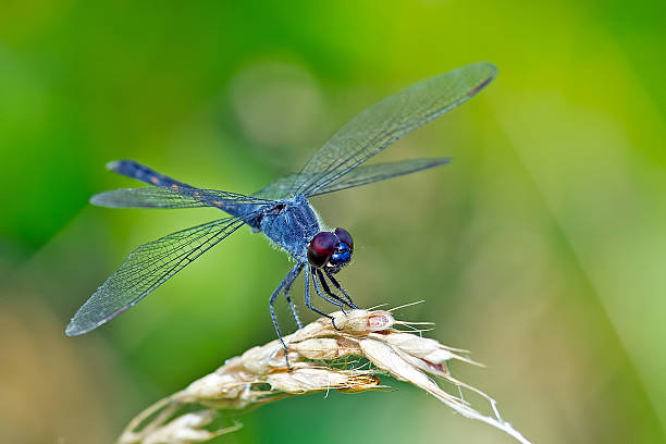 시사이드 드래곤렛 드래곤플라이 - dragonfly 뉴스 사진 이미지