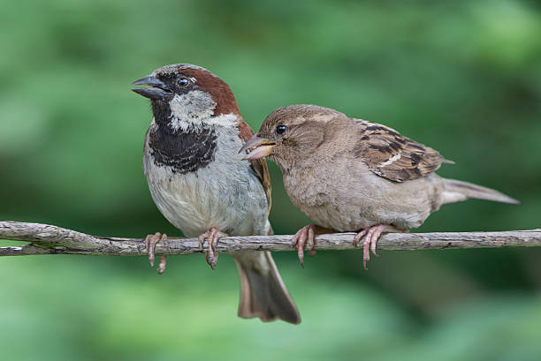 Two House Sparrows Male and female house sparrows perched on a branch female animal stock pictures, royalty-free photos & images