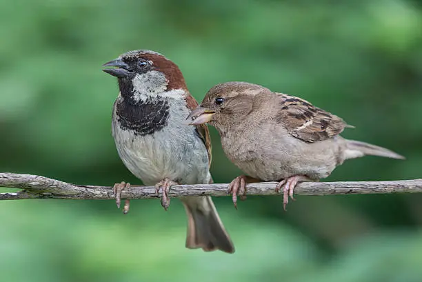 Photo of Two House Sparrows