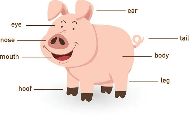 Vector illustration of Illustration of pig vocabulary part of body