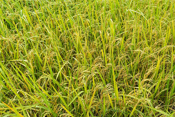 istock ear of paddy rice in rice fields 545111810