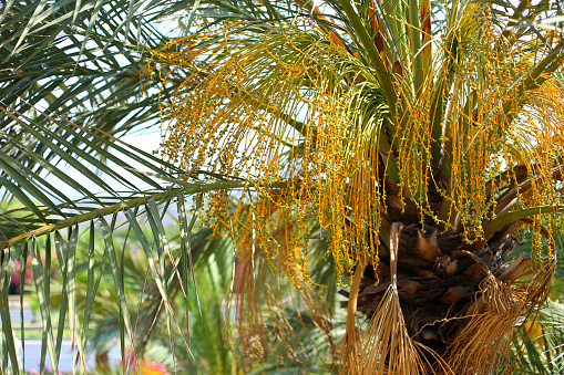 Close up of flowering Date Palm Tree. Young fruit palm trees, close-up.
