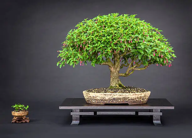 An old fuchsia bonsai with blossoms in spring