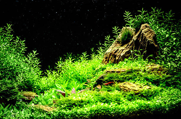 istock Green beautiful planted tropical freshwater aquarium 545113544