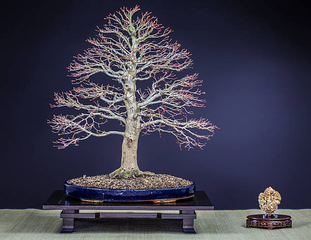 istock Old Japanese Maple Bonsai 545114296