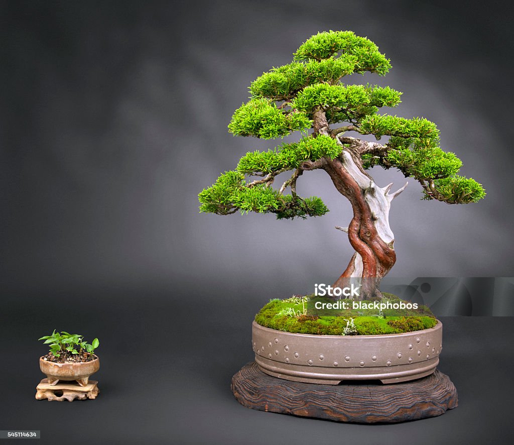 Old Juniper Bonsai Old japanese juniper Bonsai Bonsai Tree Stock Photo