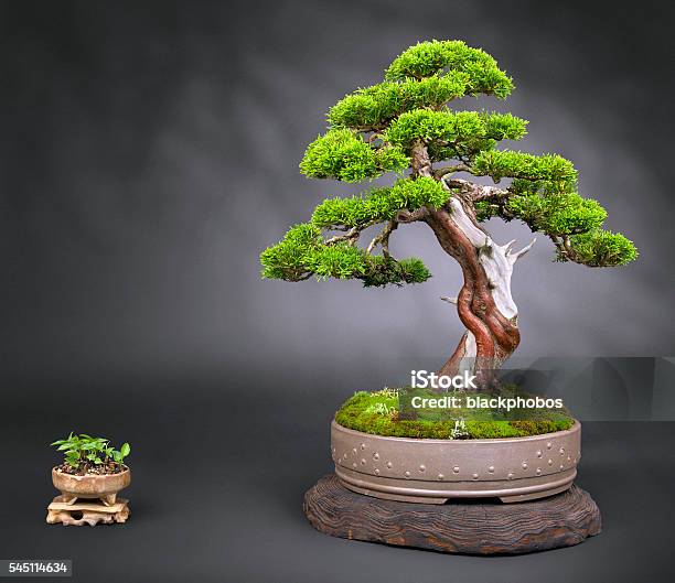 Old Juniper Bonsai Stock Photo - Download Image Now - Bonsai Tree, Juniper Tree, Buddhism