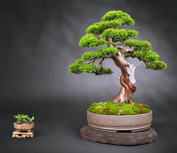 Old japanese juniper Bonsai