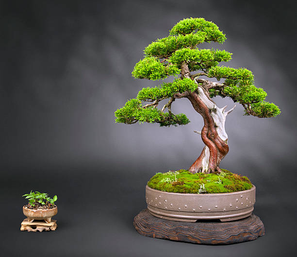 บอนไซจูนิเปอร์เก่า - bonsai tree ภาพสต็อก ภาพถ่ายและรูปภาพปลอดค่าลิขสิทธิ์