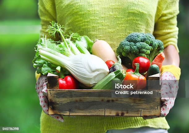 Woman Wearing Gloves With Fresh Vegetables In The Box Stock Photo - Download Image Now