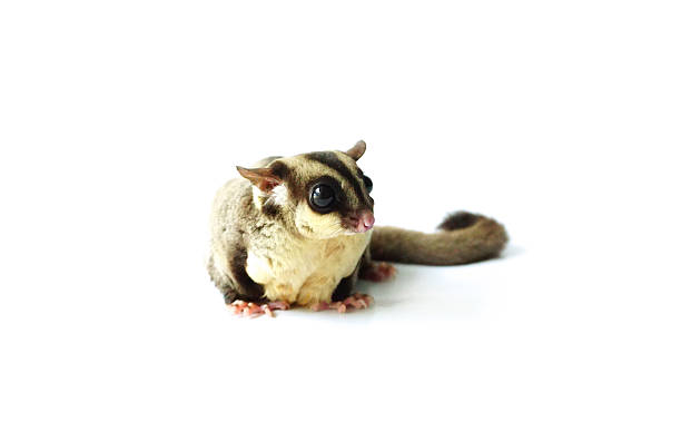 istock Flying squirrel, Sugar glider looking away isolated on white 545116718