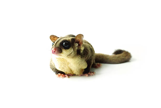 istock Flying squirrel, Sugar glider looking away isolated on white 545116844
