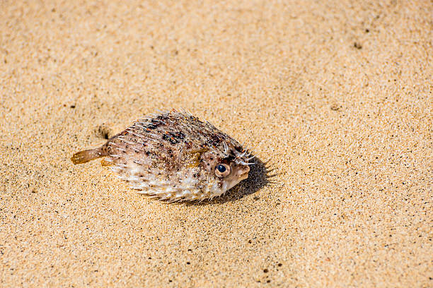 istock Fish in Cape Verde, Africa 545117032