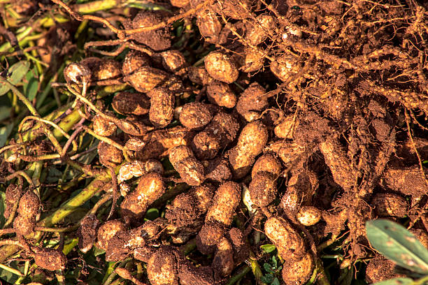 peanuts fresh peanuts plants with roots. peanut crop stock pictures, royalty-free photos & images