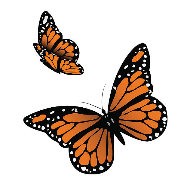 данаида монарх  - butterfly monarch butterfly spring isolated stock illustrations