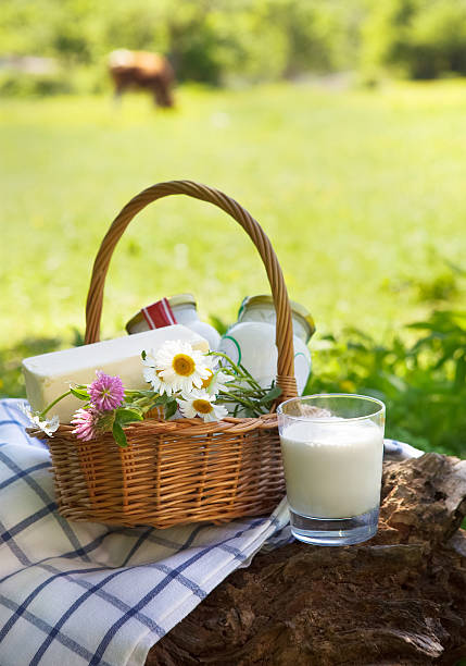 dairy products: cheese, cream, milk, oil - dairy farm dairy product emmental cheese cheese imagens e fotografias de stock
