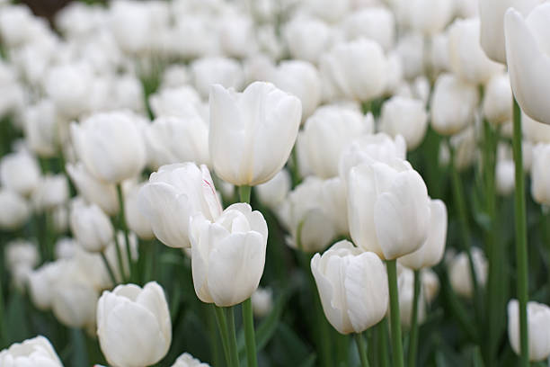 istock Beautiful white tulips flowerbed closeup. Flower background 545117640
