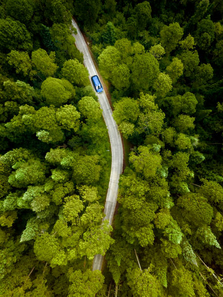 carro na estrada através de uma floresta de pinho - vista aérea de carro isolado imagens e fotografias de stock