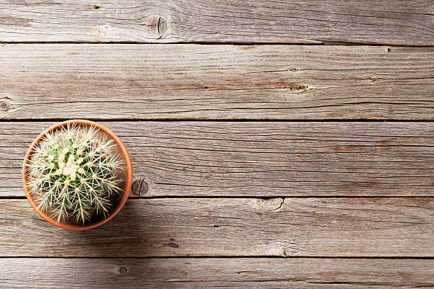 istock Cactus plant in flower pot 545118558