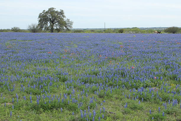 istock Field of flowers 545118968
