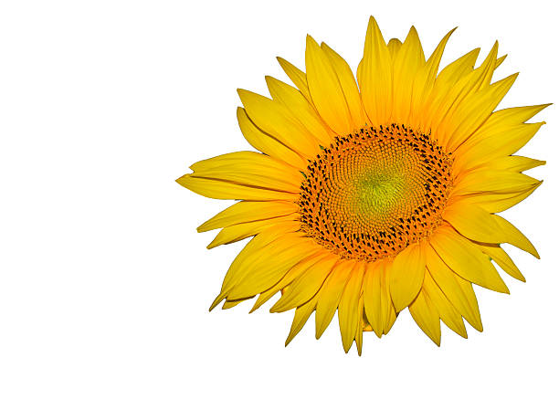 Sunflower flower stock photo