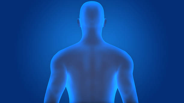 uomo corpo muscolare maschi - body building human muscle male body foto e immagini stock