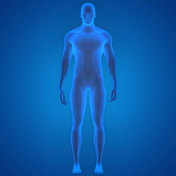 istock Human Male Muscle Body 545120108