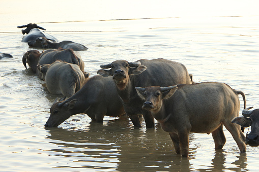 The lifesyle of buffaloes in northern of Thailand in the afternoonThe lifesyle of buffaloes in northern of Thailand in the afternoonThe lifesyle of buffaloes in northern of Thailand in the afternoon