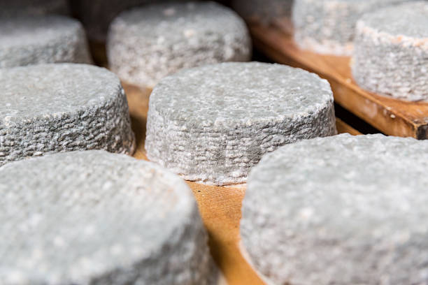 istock heads of young goat cheese  with a blue mold 545121098