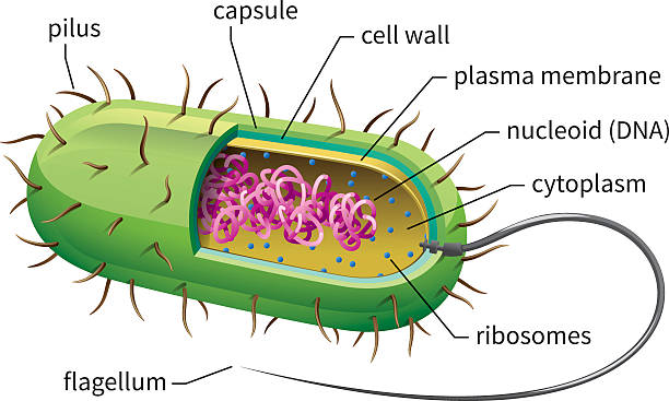 Bacteria Cell vector art illustration