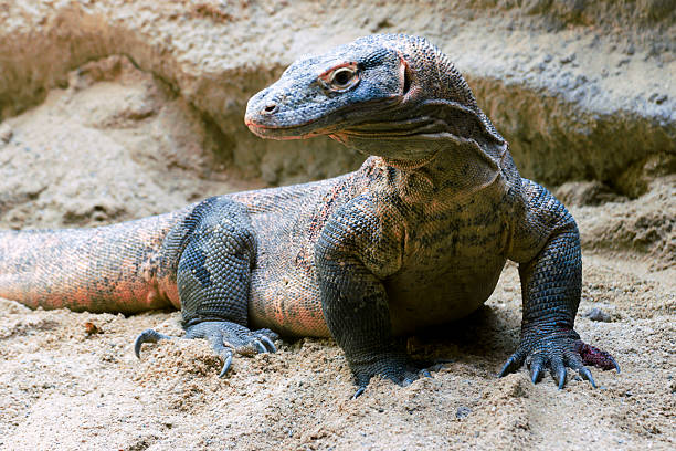 istock Beautiful iguana on the sand 545121544