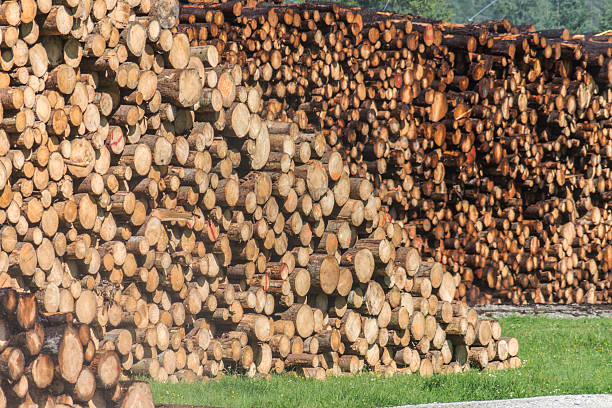 spilling muitos troncos de árvore - giesen - fotografias e filmes do acervo