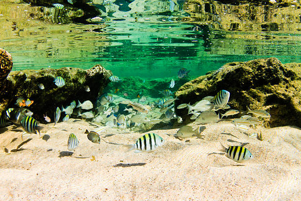 Amazing marine life on