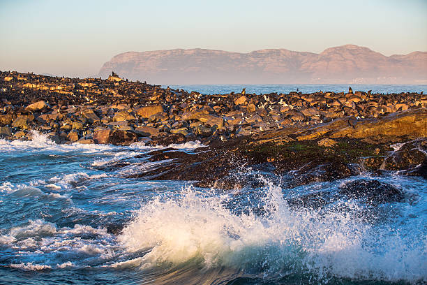 Seal Island, False Bay, South Africa stock photo