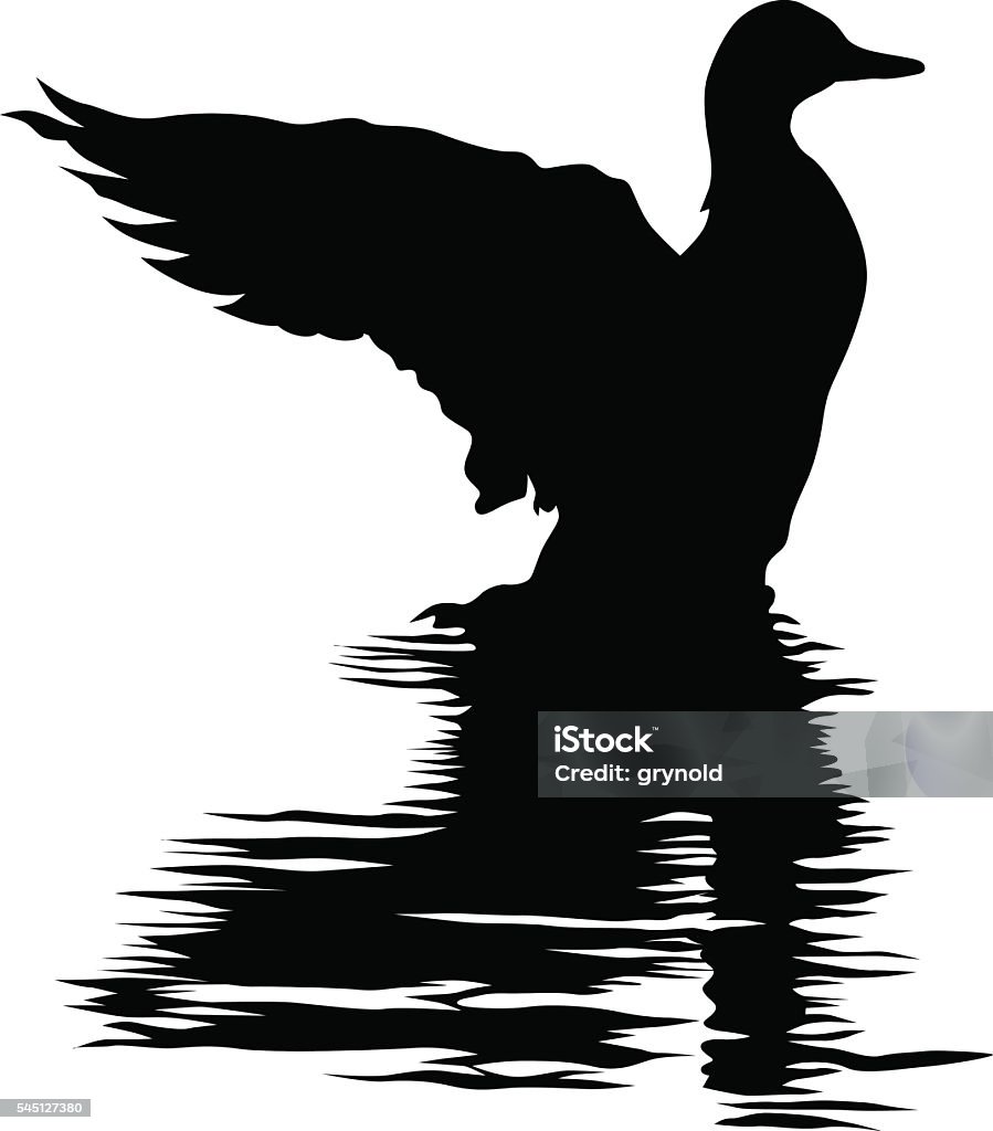 Duck sitting on water Duck sitting on water on a white background Duck - Bird stock vector