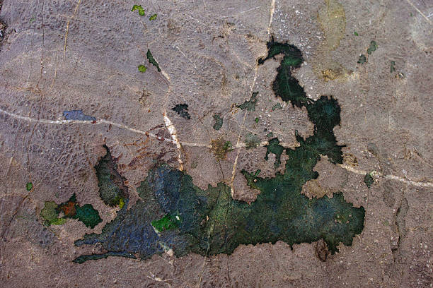 istock Green mould on the concrete 545127616