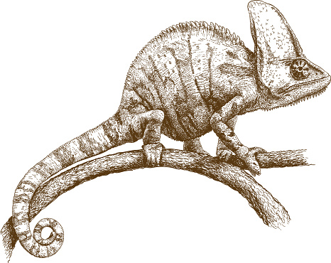 Vector antique engraving illustration of chameleon isolated on white background