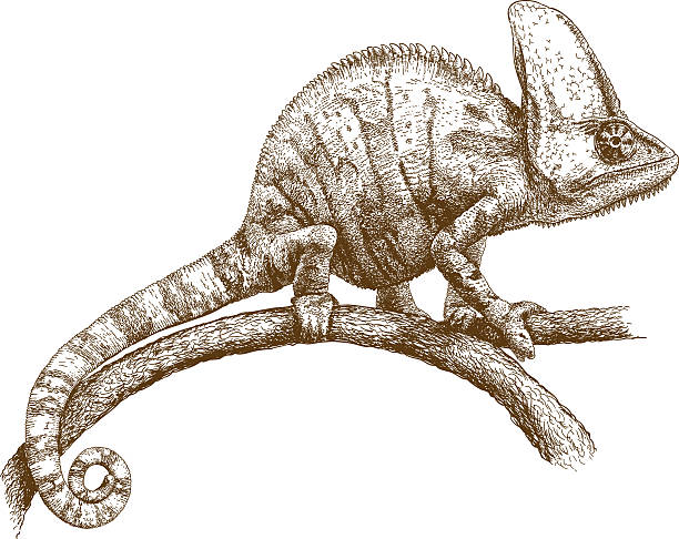 engraving illustration of chameleon Vector antique engraving illustration of chameleon isolated on white background prehensile tail stock illustrations