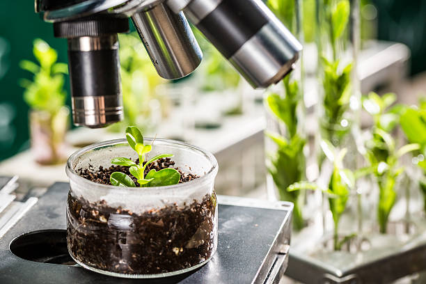 istock Academic laboratory exploring new methods of plant breeding 545128228
