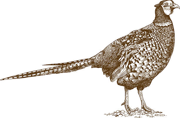 gravur-illustration des fasans - pheasant hunter stock-grafiken, -clipart, -cartoons und -symbole